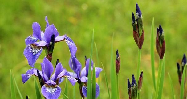 期待之花-牵牛花的花语(承载着无限期待的牵牛花) 期待之花-牵牛花的花语(承载着无限期待的牵牛花)
