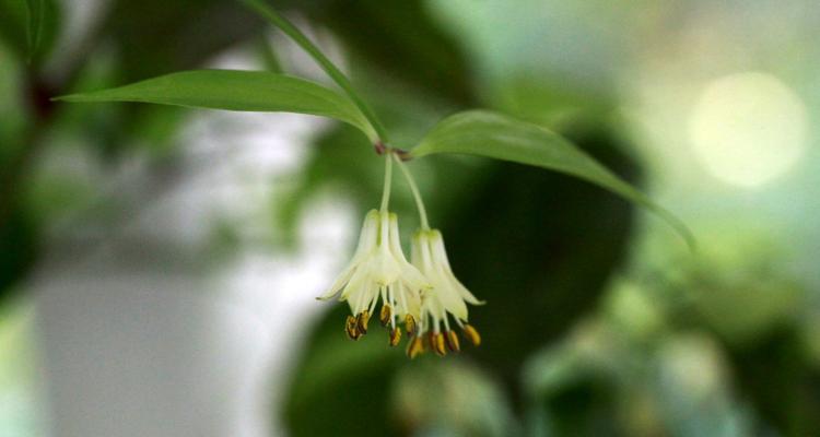 长寿竹水养方法是什么？水养长寿竹需要注意什么？