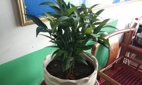 长寿竹水养方法是什么？水养长寿竹需要注意什么？