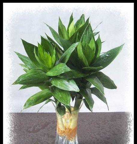 长寿竹水养方法是什么？水养长寿竹需要注意什么？