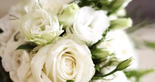 十一朵白玫瑰的花语（探寻白玫瑰的深意）