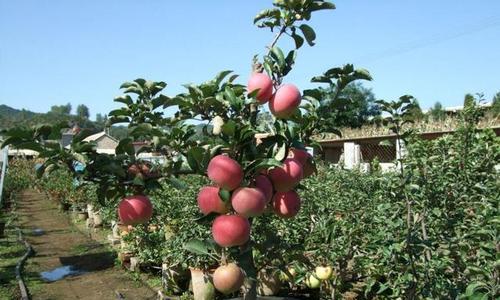 家里种苹果树好不好？有哪些注意事项和好处？