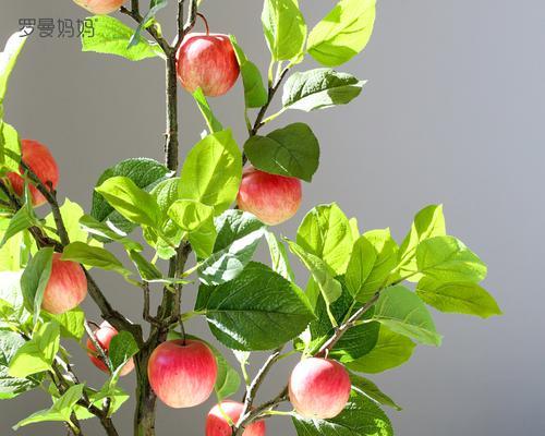 家里种苹果树好不好？有哪些注意事项和好处？