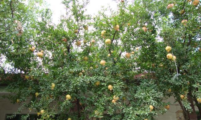 家里种苹果树好不好？有哪些注意事项和好处？