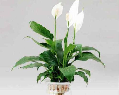 一帆风顺花的寓意与花语（探索花草世界中的吉祥与幸福）