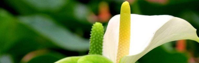 一帆风顺花的寓意与花语（探索花草世界中的吉祥与幸福）