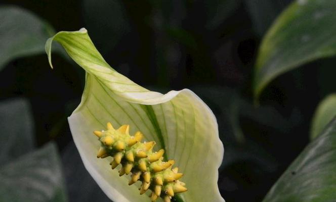 一帆风顺花的寓意与花语（探索花草世界中的吉祥与幸福）