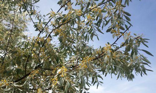 沙枣花的花语是什么？沙枣花寓意有何特别之处？