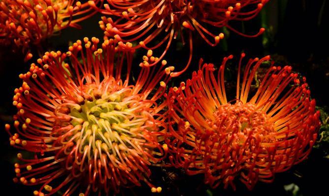 唯一爱的花语——红玫瑰（表达独一无二的爱情）