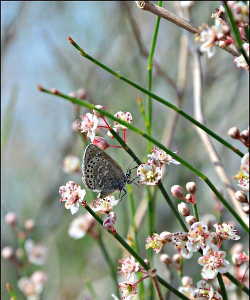 沙枣花的花语是什么？沙枣花寓意有何特别之处？