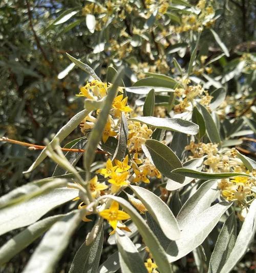 沙枣花的花语是什么？沙枣花寓意有何特别之处？