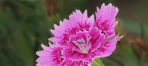 以石竹的花语是什么(探索石竹花语的意义与象征)