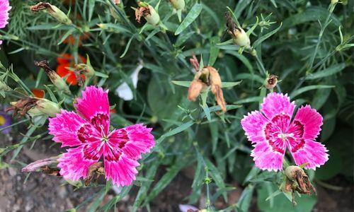 以石竹的花语是什么（探索石竹花语的意义与象征）