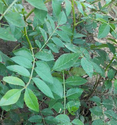 花椒树的寿命有多长？种植后能存活多少年？