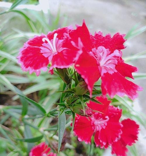 以石竹的花语是什么（探索石竹花语的意义与象征）