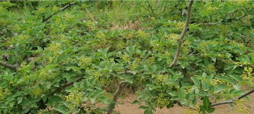 花椒树的寿命有多长？种植后能存活多少年？