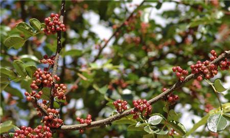 花椒树的寿命有多长？种植后能存活多少年？