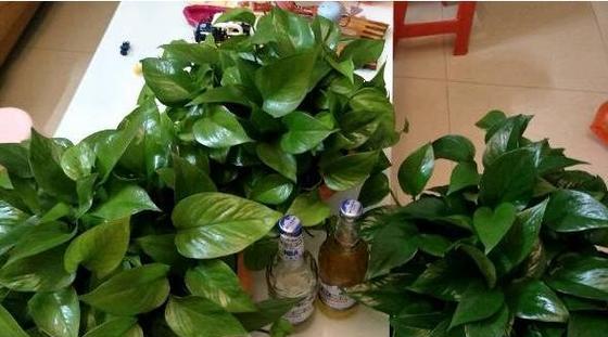 过期钙片能用来浇花吗?这样做对植物有什么影响? 过期钙片能用来浇花吗?这样做对植物有什么影响?