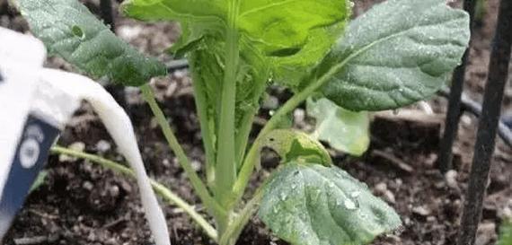 过期钙片能用来浇花吗?这样做对植物有什么影响? 过期钙片能用来浇花吗?这样做对植物有什么影响?