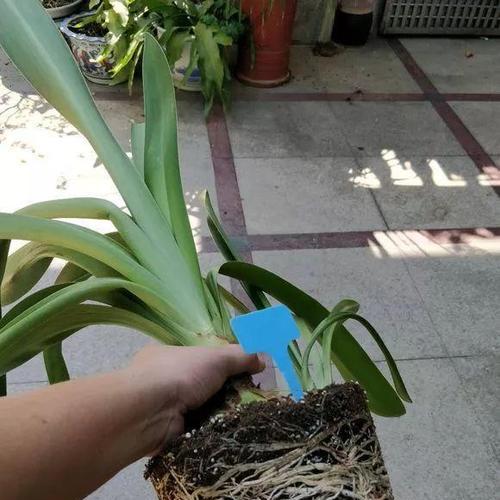 过期钙片能用来浇花吗?这样做对植物有什么影响? 过期钙片能用来浇花吗?这样做对植物有什么影响?