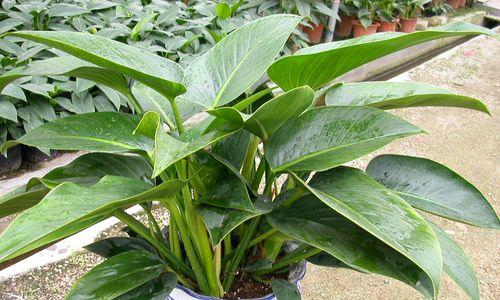 金钻放在客厅风水上有什么讲究?如何摆放才能带来好运? 金钻放在客厅风水上有什么讲究?如何摆放才能带来好运?