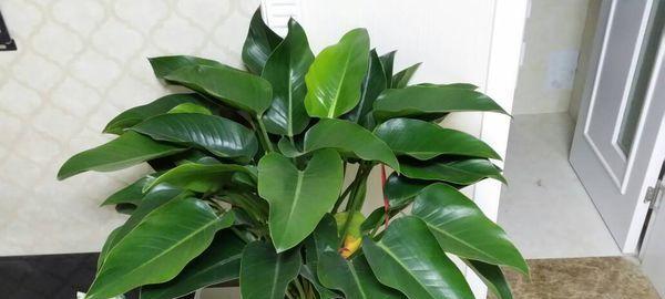 金钻放在客厅风水上有什么讲究?如何摆放才能带来好运? 金钻放在客厅风水上有什么讲究?如何摆放才能带来好运?