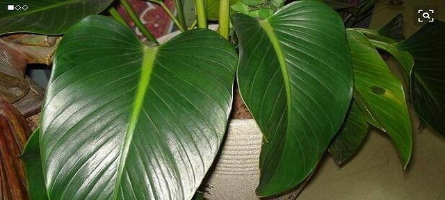 金钻放在客厅风水上有什么讲究?如何摆放才能带来好运? 金钻放在客厅风水上有什么讲究?如何摆放才能带来好运?