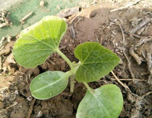 葫芦种子有毒吗?如何安全种植和处理? 葫芦种子有毒吗?如何安全种植和处理?