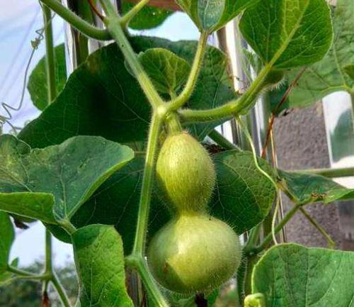 葫芦种子有毒吗?如何安全种植和处理? 葫芦种子有毒吗?如何安全种植和处理?