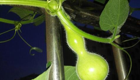 葫芦种子有毒吗?如何安全种植和处理? 葫芦种子有毒吗?如何安全种植和处理?