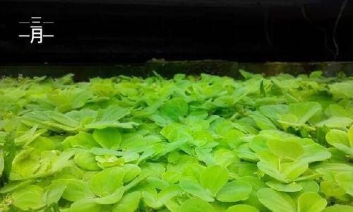 漂浮植物有哪些种类?它们的生态作用是什么? 漂浮植物有哪些种类?它们的生态作用是什么?