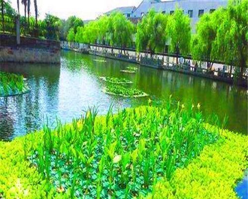 漂浮植物有哪些种类?它们的生态作用是什么? 漂浮植物有哪些种类?它们的生态作用是什么?