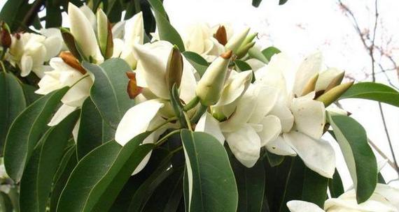 以含笑花的风水寓意与摆放位置（揭示含笑花的风水寓意与摆放位置的奥秘）