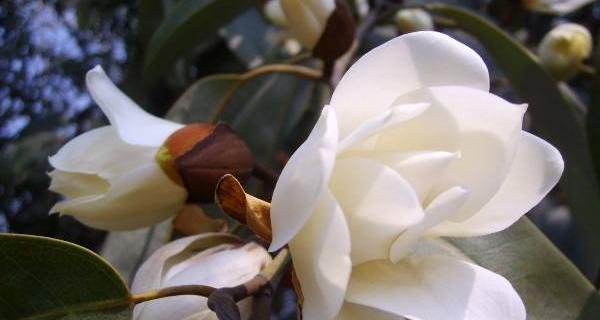 以含笑花的风水寓意与摆放位置（揭示含笑花的风水寓意与摆放位置的奥秘）