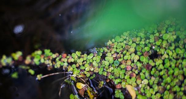 漂浮植物有哪些种类?它们的生态作用是什么? 漂浮植物有哪些种类?它们的生态作用是什么?
