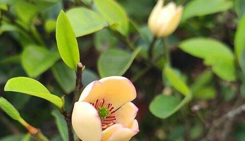 以含笑花的风水寓意与摆放位置（揭示含笑花的风水寓意与摆放位置的奥秘）