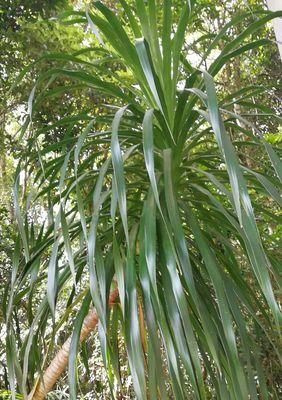 哪些树种能够耐受严寒?不怕冷的树有哪些特点? 哪些树种能够耐受严寒?不怕冷的树有哪些特点?