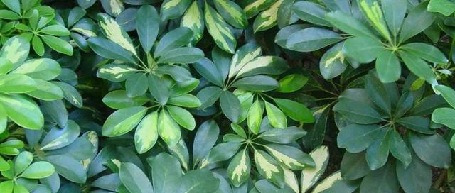 哪些树种能够耐受严寒?不怕冷的树有哪些特点? 哪些树种能够耐受严寒?不怕冷的树有哪些特点?