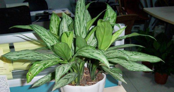 哪些树种能够耐受严寒?不怕冷的树有哪些特点? 哪些树种能够耐受严寒?不怕冷的树有哪些特点?