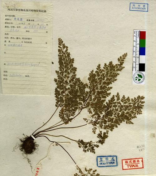 铁线蕨配土方法是什么?种植土壤又该如何选择? 铁线蕨配土方法是什么?种植土壤又该如何选择?