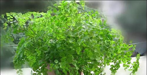 铁线蕨配土方法是什么?种植土壤又该如何选择? 铁线蕨配土方法是什么?种植土壤又该如何选择?