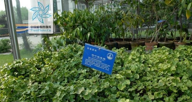 铁线蕨配土方法是什么?种植土壤又该如何选择? 铁线蕨配土方法是什么?种植土壤又该如何选择?