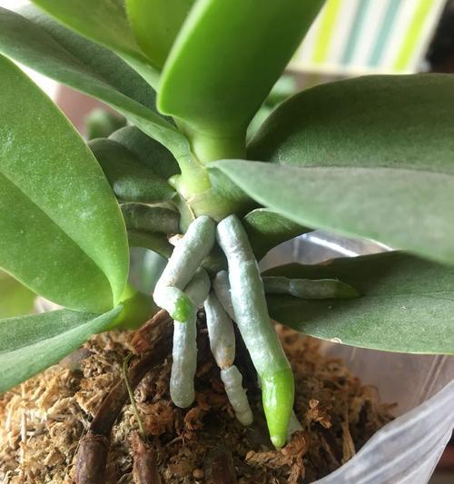 蝴蝶兰叶子开裂了怎么办？如何正确处理？