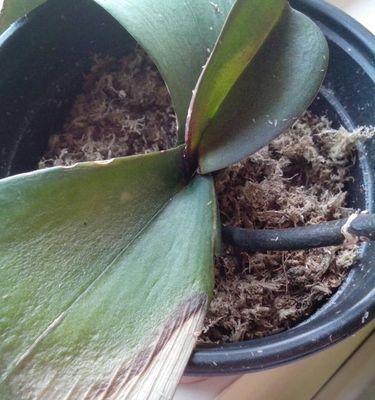 蝴蝶兰叶子开裂了怎么办？如何正确处理？