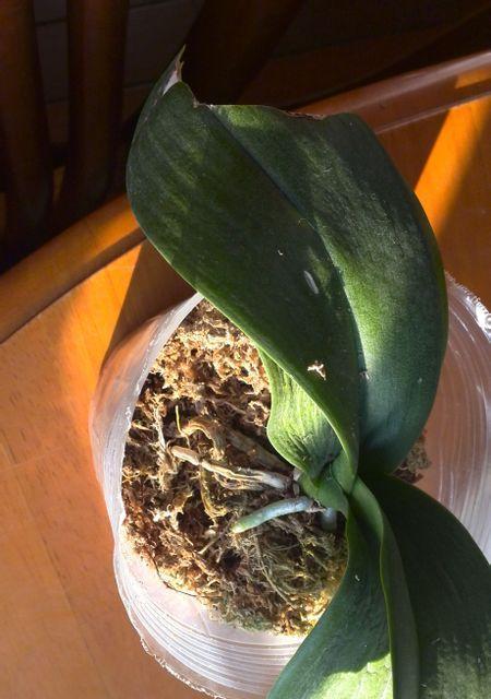 蝴蝶兰叶子开裂了怎么办？如何正确处理？