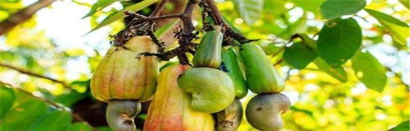 腰果产地在哪里?全球主要腰果生产国有哪些? 腰果产地在哪里?全球主要腰果生产国有哪些?