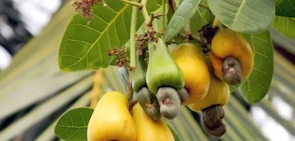 腰果产地在哪里?全球主要腰果生产国有哪些? 腰果产地在哪里?全球主要腰果生产国有哪些?