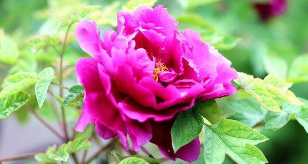 牡丹花是草本还是木本植物?如何区分?