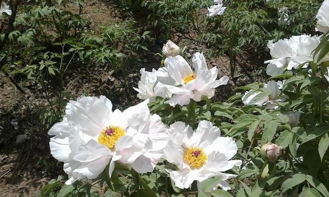 牡丹花是草本还是木本植物？如何区分？