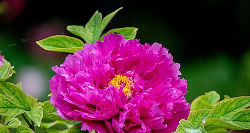 牡丹花是草本还是木本植物？如何区分？